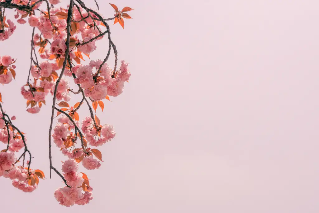 無法成眠：當睡眠成為遙不可及的夢鄉