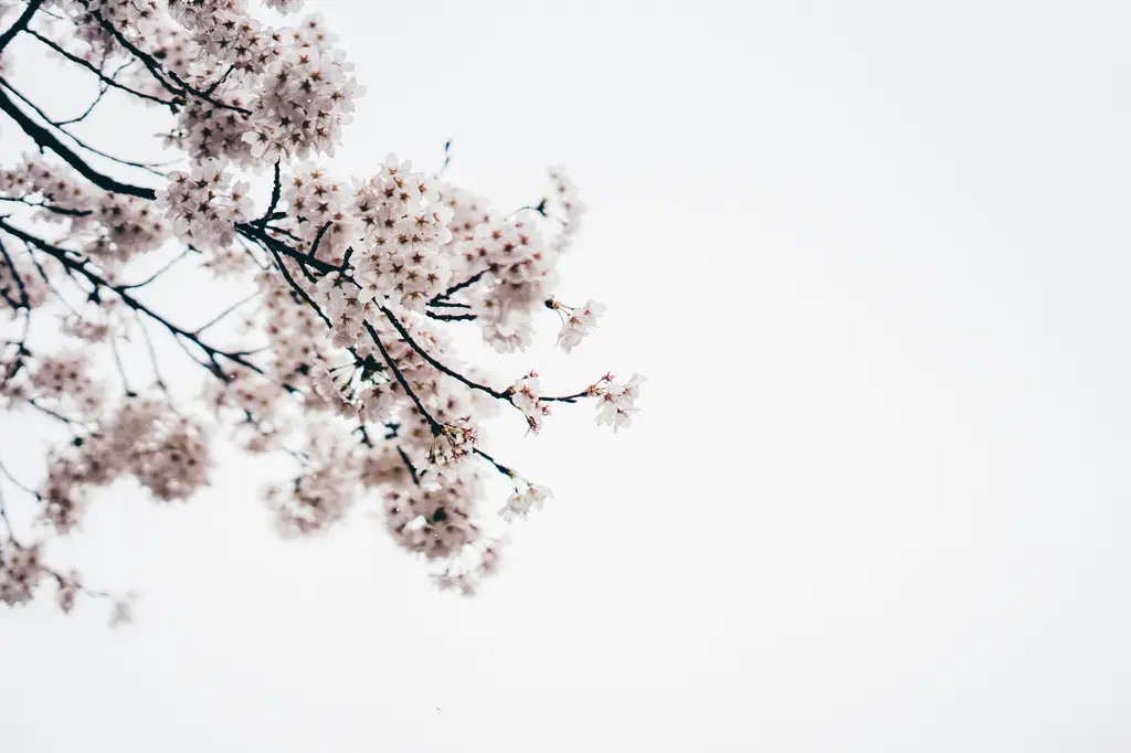 晚晚失眠，好眠難尋